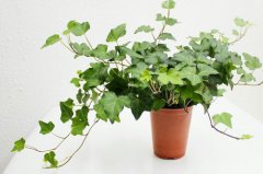 植物冠層分析儀如何使用？