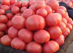 山東省免費(fèi)檢測土壤樣品 助力西紅柿產(chǎn)業(yè)持續(xù)發(fā)