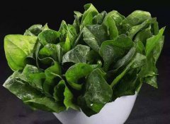 為什么要檢測植物葉綠素？